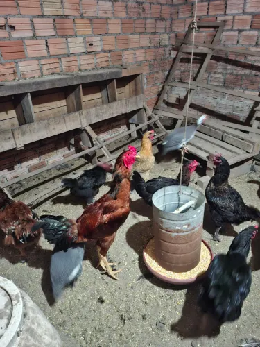 Frango indio gigantes 