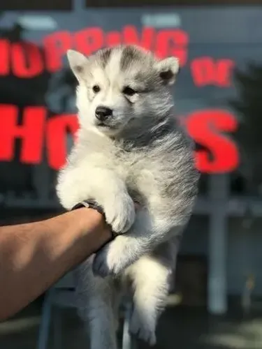 Husky Siberiano Fêmea  com 56 dias com pedigree vacina e garantias em contrato