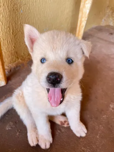 Husky Siberiano filhote macho Fêmea