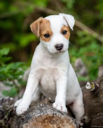 jack russel 1- miniatura e amor