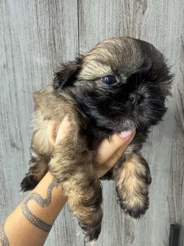 Última fêmea  de Shitzu R$750