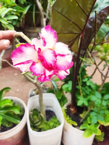 Rosa do deserto