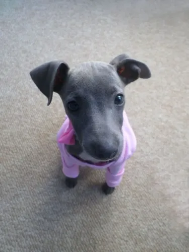  Galgo Italiano com 50 dias 