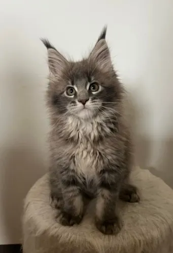 Filhote de Maine Coon à venda!