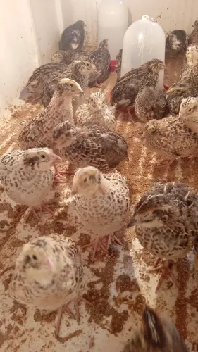 Filhotes de codorna gigante