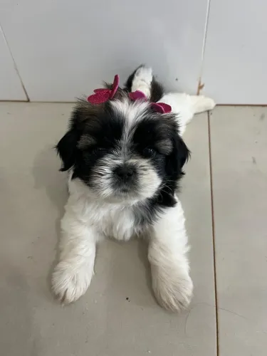 Filhotes de Shih Tzu Fêmea e Macho