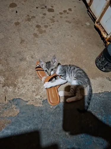 Doa se gatos
