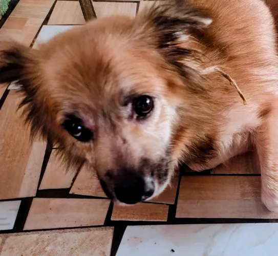 CACHORRO ADOÇÃO COM SACA DE RAÇÃO
