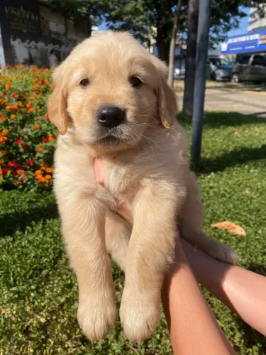 BELAS GOLDEN RETRIEVER