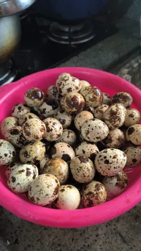 Ovinhos de Codorna