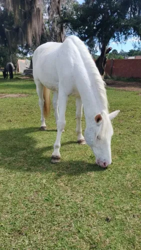 Cavalo mangalarga marcha picada a venda 
