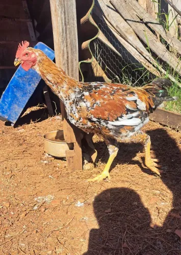 Frango balão