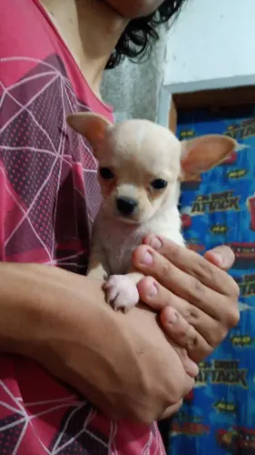 Chihuahua creme menino