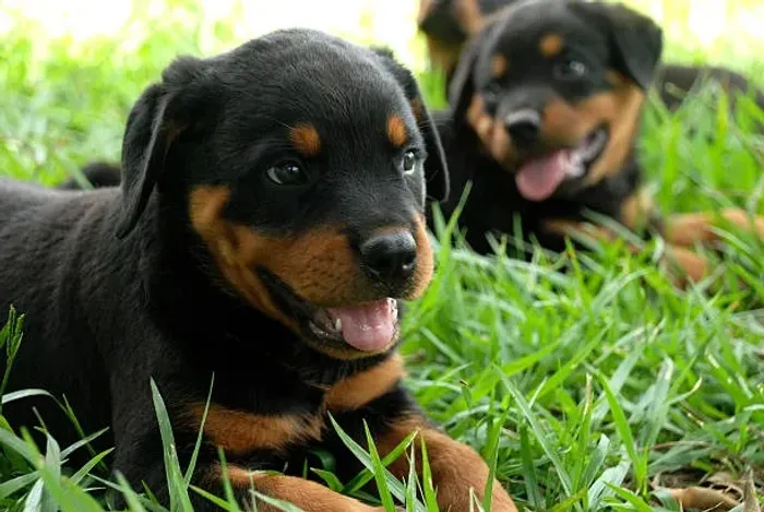 Filhote de Rottweiler Para Fazer Parte de Uma Nova História