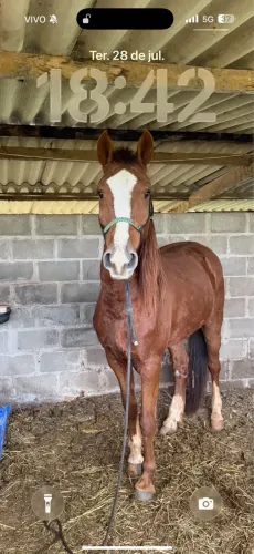 Cavalo mangalarga ligeiro