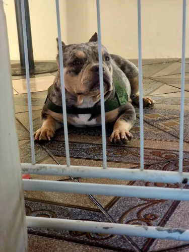 Vendo america bully fêmea