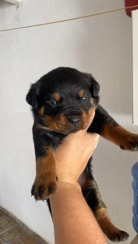 Vendo filhotes de rottweiler já disponíveis