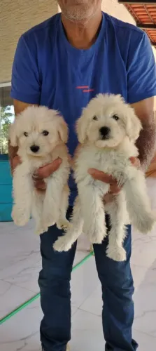 Filhote de poodle 