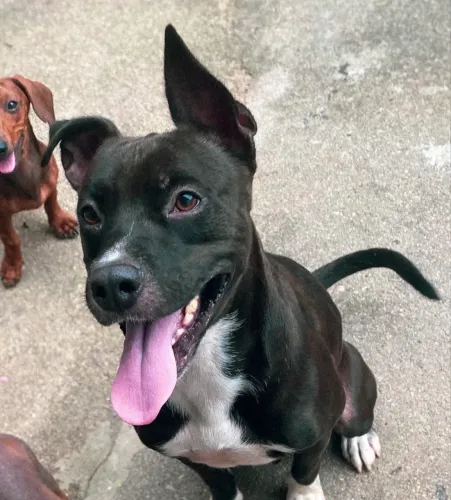 DOAÇÃO DE PITBULL