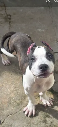 Filhote American Bully 