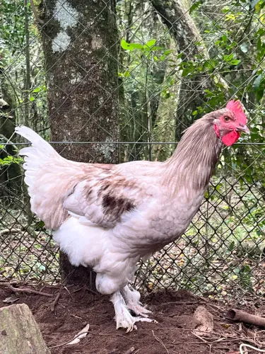 Galo Brahma