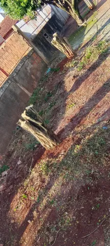 Poda de árvore e limpezas e retiradas 