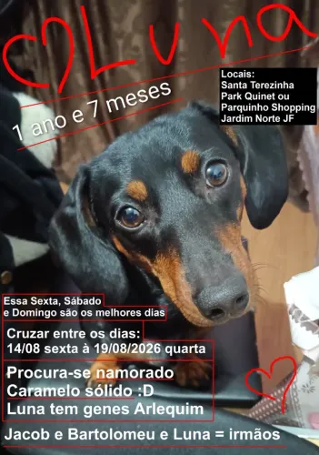 Procura-se Namorado Daschund Salsichinha Caramelo/Dourado/Chocolate Macho