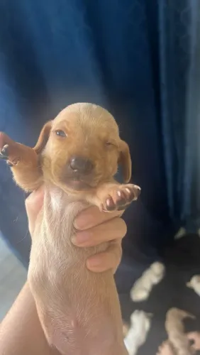 Dachshund
