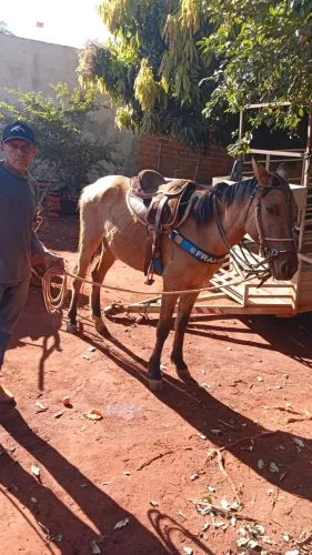 Polda dois anos e meio