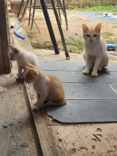 Doando gatinhos 