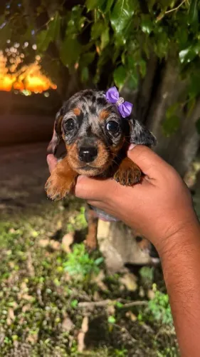 Filhote de dachshund<br>Título
