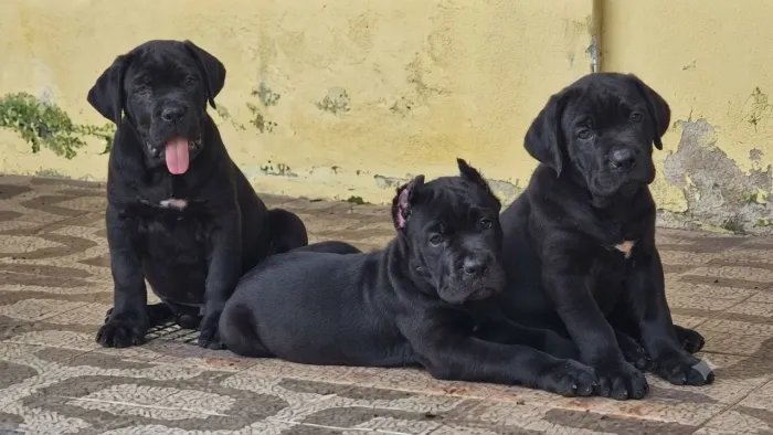 Cane corso