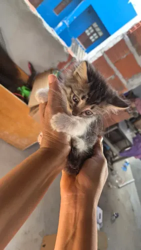 Doação de gato