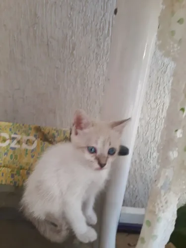 Linda gatinha para adoção responsável. 