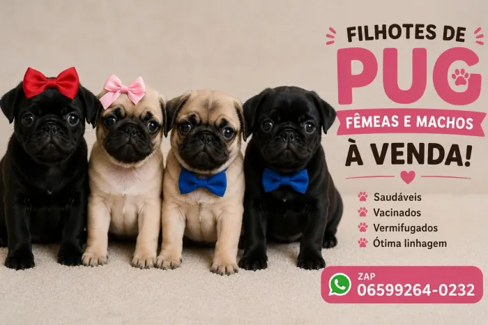 Pug filhotes