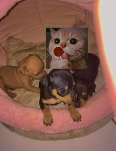 Pinscher zero