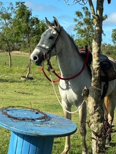 Vendo potro 3 anos muito manso, qualquer um pode andar, ja castrado