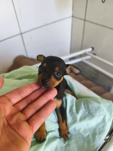 Pinscher fêmea preto canela 0