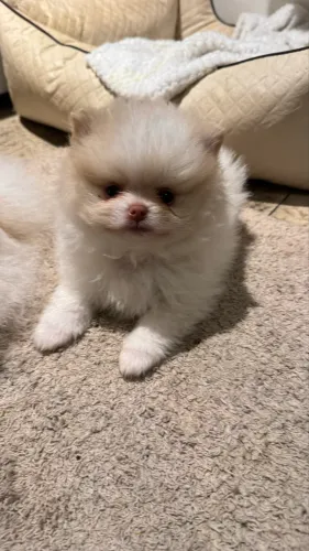 Spitz Lulus