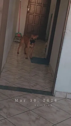 Estou doando ,femêa 8 meses 