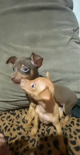 Filhotes de pinscher n 1 puro