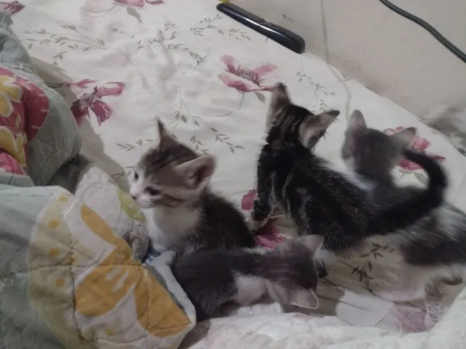 Doação de gatinhos 