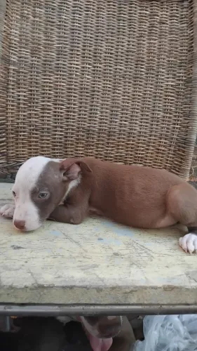 Vendo Pit bull