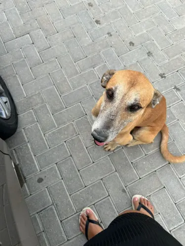 Cachorro para adoção 