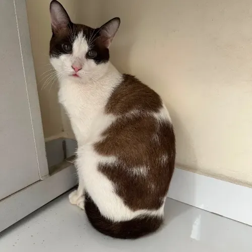 Gato para adoção responsável