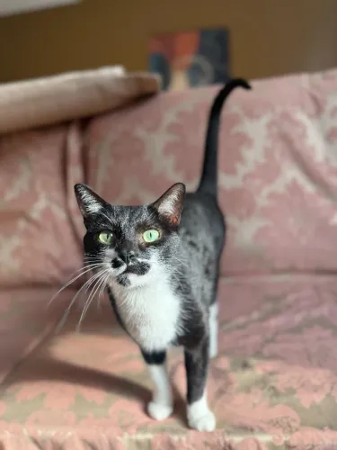 Gatinho amoroso para adoção