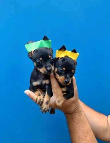Pinscher adorável