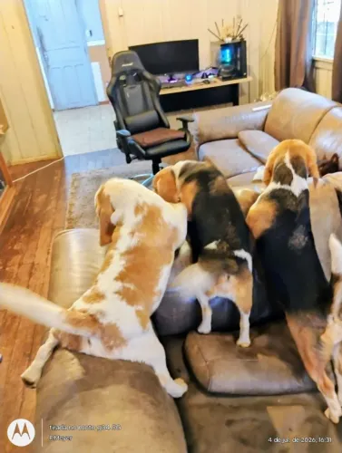 Beagles vacinados, 8 meses, entrego