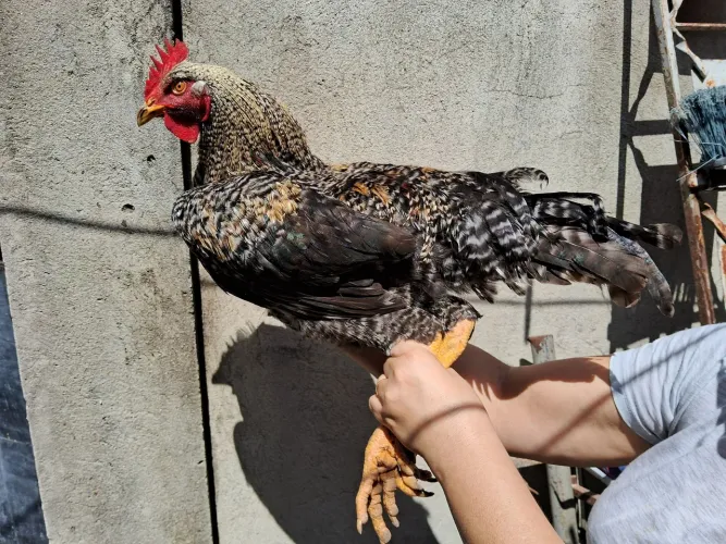 Estou vendendo 3 galos da raça Plymouth Rock Barrada  ,cada galo custa R$ 100,00 