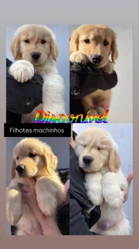 PROMOÇÃO * Filhotes Golden retriever machinho